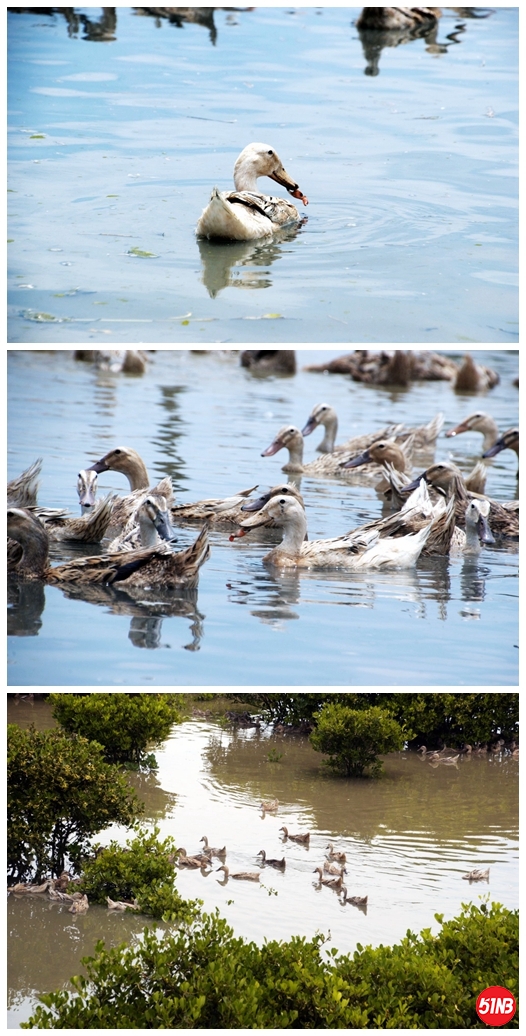七星岛海鸭追寻之路-5.jpg